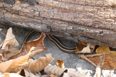 Thamnophis saurita septentrionalis
