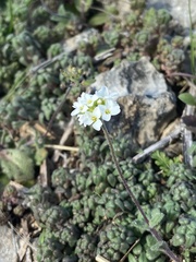 Tomostima cuneifolia