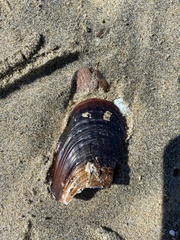 Mytilus galloprovincialis