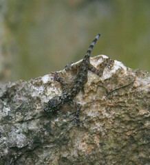 Cnemaspis selamatkanmerapoh