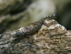 Cnemaspis selamatkanmerapoh