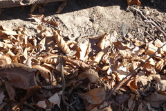 Thamnophis saurita septentrionalis