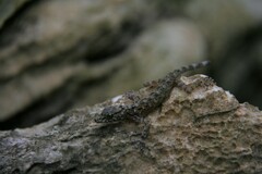 Cnemaspis selamatkanmerapoh