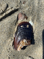 Mytilus galloprovincialis