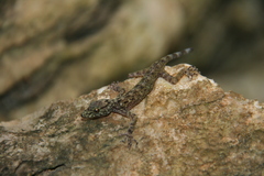 Cnemaspis selamatkanmerapoh