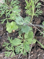 Tomostima cuneifolia