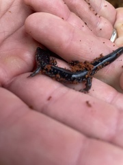 Plethodon chattahoochee