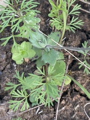 Tomostima cuneifolia