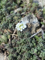 Tomostima cuneifolia