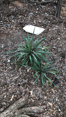 Yucca arkansana