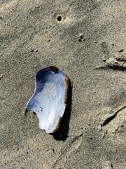 Mytilus galloprovincialis