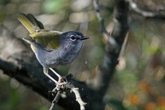 Myiothlypis leucoblephara