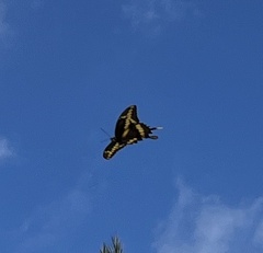 Heraclides cresphontes