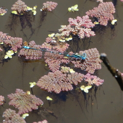 Austroagrion watsoni