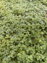 Alchemilla australis