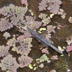 Ischnura heterosticta