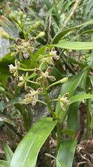 Prosthechea crassilabia