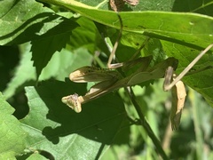 Stagmatoptera hyaloptera