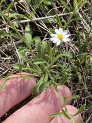Chaetopappa asteroides