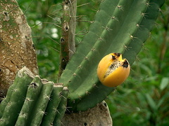 Cereus hildmannianus