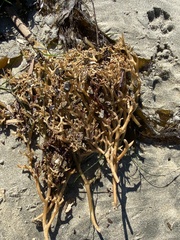 Macrocystis pyrifera