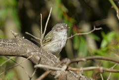 Hemitriccus margaritaceiventer