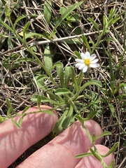 Chaetopappa asteroides