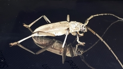 Susuacanga stigmatica