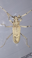 Susuacanga stigmatica