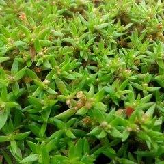 Crassula peduncularis