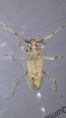 Susuacanga stigmatica