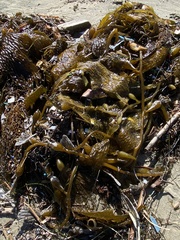 Macrocystis pyrifera