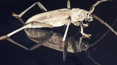 Susuacanga stigmatica