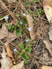 Mazus pumilus