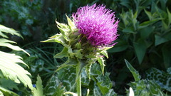 Silybum marianum