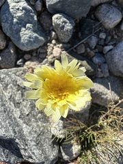 Malacothrix glabrata