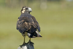 Geranoaetus albicaudatus
