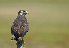 Geranoaetus albicaudatus