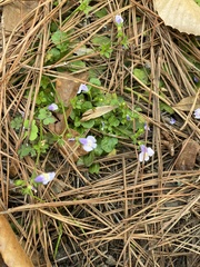 Mazus pumilus