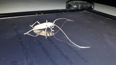 Susuacanga stigmatica