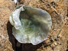 Pododesmus macrochisma