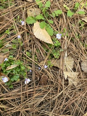 Mazus pumilus