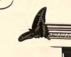 Heraclides cresphontes