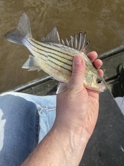 Morone mississippiensis