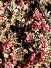Crassula connata