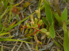 Lysimachia filiformis