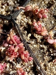 Crassula connata