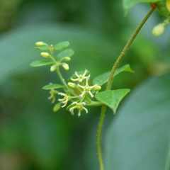 Metastelma burchellii