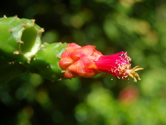 Opuntia cochenillifera