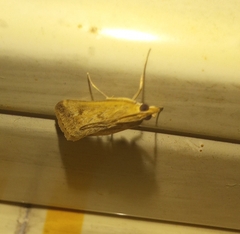 Lepidoptera